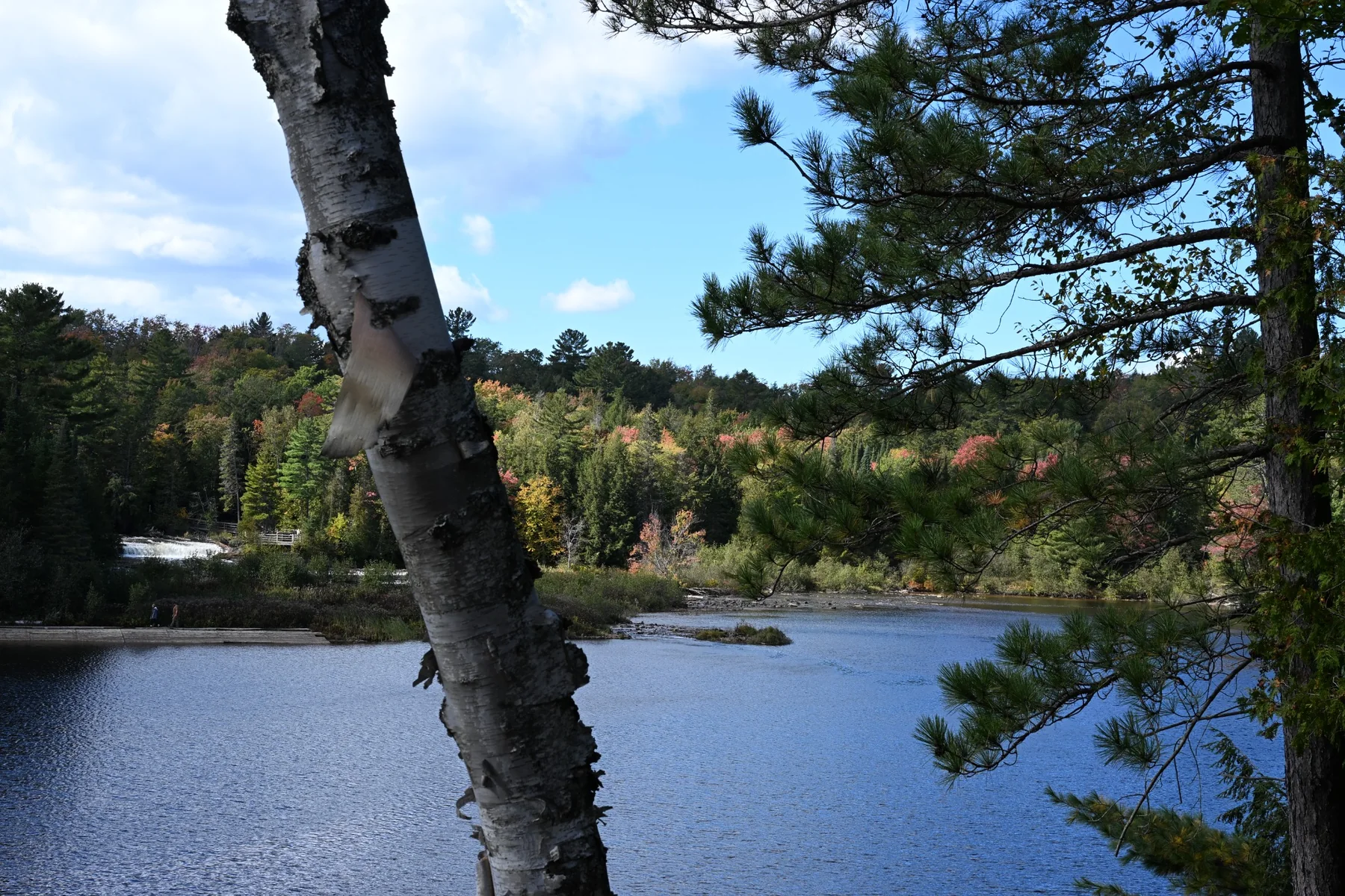 Lake framed by birch and pine trees